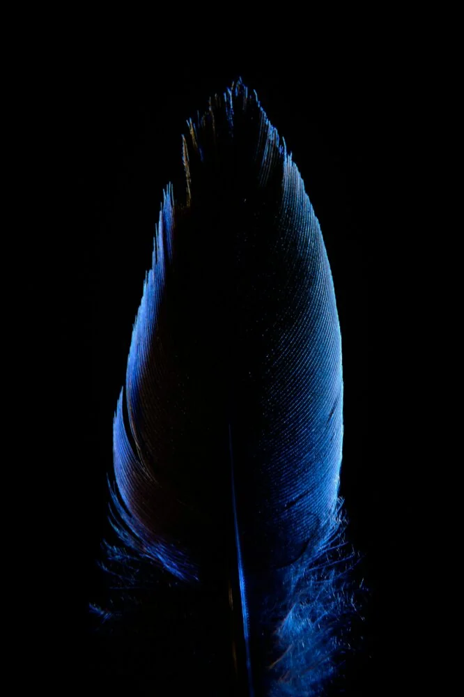 Close-up of a feather illuminated with blue light against a black background, highlighting the texture and fine details of the barbs and vane. This image subtly mirrors the intricacies of 2022 insights on economic growth, where every detail contributes to the bigger picture.